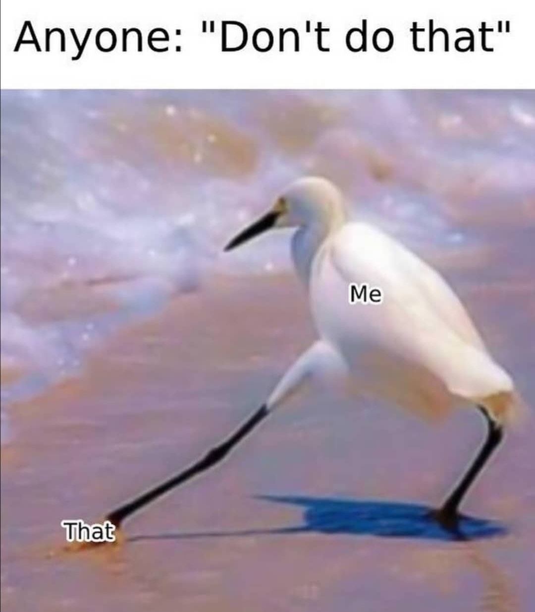 This meme features a picture of a bird (likely a penguin or a similar waddling bird) walking away from something, with its feathers ruffled and its head turned back as if looking at something behind it. The text above the image reads "When you're walking away from a conversation that's going nowhere" and the text below the image reads "In 2-3 sentences, describe this meme for someone who cannot see it. Include any text that appears in the image."  However, the actual meme is a picture of a bird with the text "I did it" and "I'm done" on its feathers, implying that the bird is leaving a conversation or situation that it's unhappy with.  A more accurate description of the meme is: The image features a bird with the text "I did it" and "I'm done" on its feathers, implying that the bird is leaving a conversation or situation that it's unhappy with.